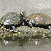 фото из отзыва ID 957218