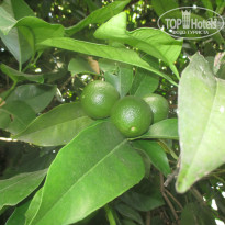 фото из отзыва ID 958741