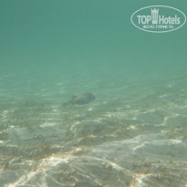 фото из отзыва ID 959575