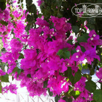 фото из отзыва ID 959935