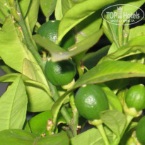 фото из отзыва ID 961269