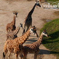 фото из отзыва ID 961432