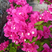 фото из отзыва ID 962573