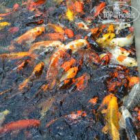 фото из отзыва ID 962987