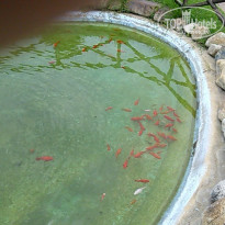 фото из отзыва ID 963728