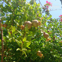 фото из отзыва ID 963839