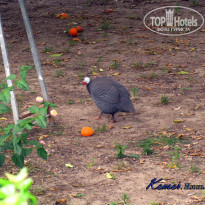 фото из отзыва ID 963938