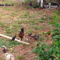 фото из отзыва ID 963938