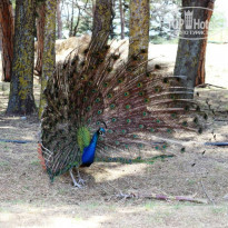 фото из отзыва ID 964014