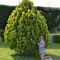 фото из отзыва ID 964978