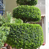 фото из отзыва ID 965067