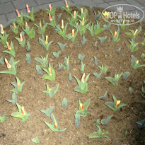 фото из отзыва ID 965291