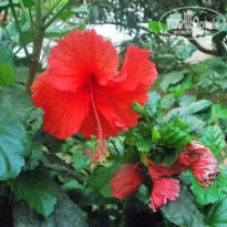 фото из отзыва ID 966206