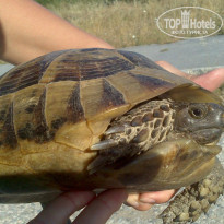 фото из отзыва ID 966744