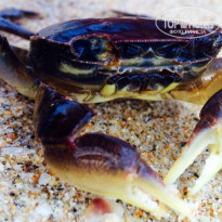 фото из отзыва ID 966875