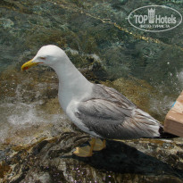 фото из отзыва ID 967952