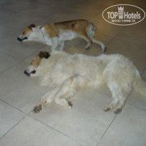 фото из отзыва ID 968338