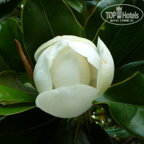 фото из отзыва ID 969046