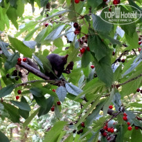 фото из отзыва ID 969189