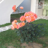 фото из отзыва ID 969932