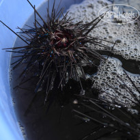 фото из отзыва ID 969988