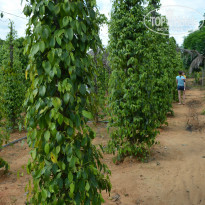 фото из отзыва ID 969988