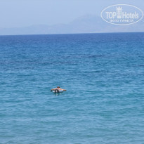 фото из отзыва ID 970335