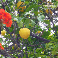 фото из отзыва ID 970461