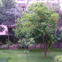 фото из отзыва ID 970295