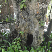 фото из отзыва ID 971230