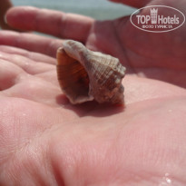 фото из отзыва ID 971860