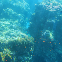 фото из отзыва ID 971985