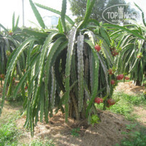 фото из отзыва ID 972570