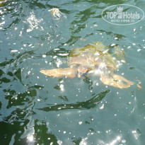 фото из отзыва ID 972886