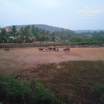 фото из отзыва ID 974534