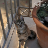 фото из отзыва ID 974598