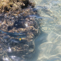 фото из отзыва ID 975045