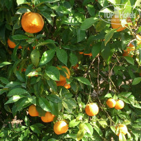 фото из отзыва ID 975146
