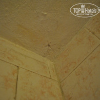 фото из отзыва ID 975564