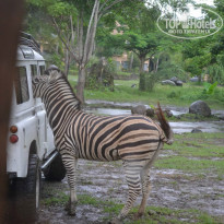 фото из отзыва ID 977053