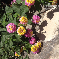 фото из отзыва ID 977280