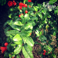 фото из отзыва ID 977280