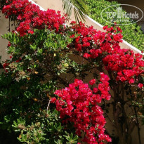 фото из отзыва ID 977280