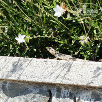 фото из отзыва ID 977339