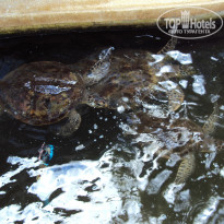 фото из отзыва ID 977873