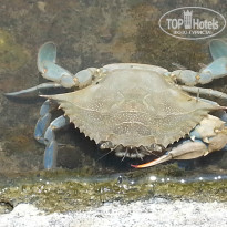 фото из отзыва ID 979434