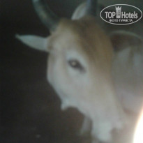 фото из отзыва ID 979709