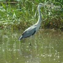 фото из отзыва ID 979549