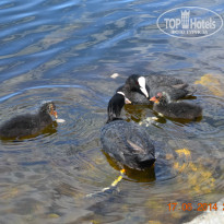 фото из отзыва ID 980700