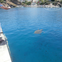 фото из отзыва ID 980902